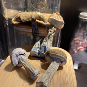 Bluey Vuitton Magic Mushrooms