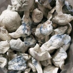 Cambodian Magic Mushrooms